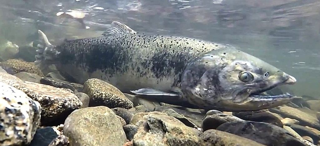 A Chinook salmon swimming over gravel in Auburn Ravine
